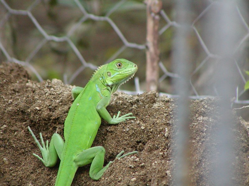 If I had $1 for every iguana in Pavones!